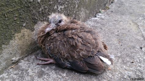 斑鳩幼鳥死亡|我們與野鳥的距離：救傷觀察守護落難鳥兒重回天際